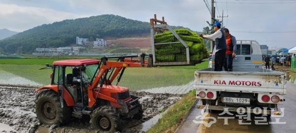 강화군 농업기술센터가 모내기를 하지 못한 농가에 예비모를 공급하고 있다. (사진=강화군)