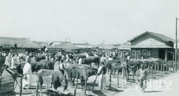 1950년대 수원천 옆 북수동 우시장터에서는 활발하게 소가 거래됐다. (자료=수원시)