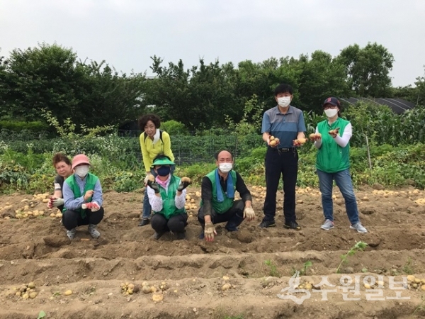 구운동 새마을 3단체 회원들이 감자 수확의 기쁨을 함께 나누고 있다. (사진=권선구)