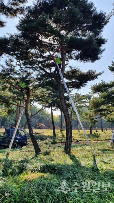 수원시 공원녹지사업소 관계자들이 노송(老松) 지대에서 수형조절 공사를 하고 있다. (사진=수원시)