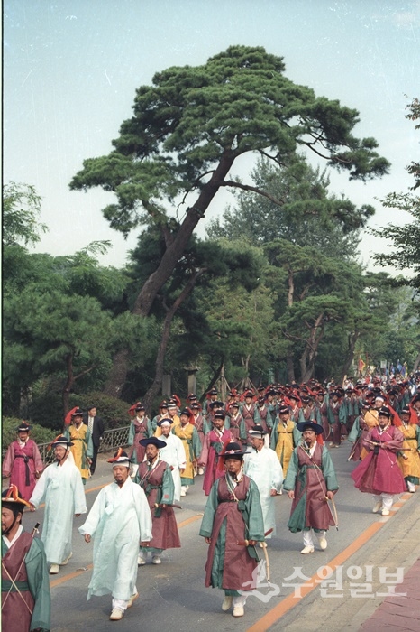 2002년 노송지대의 소나무, 정조대왕의 능행차 행렬이 노송지대를 지나고 있다. (사진=이용창 화성연구회 이사)
