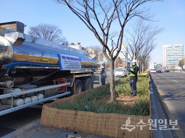 수원시 공원녹지사업소 관계자들이 가로수 띠녹지에 염분 중화제를 뿌리고 있다. (사진=수원시)