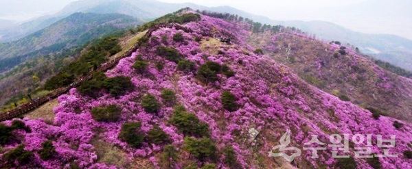강화 고려산진달래 군락지 모습. (사진=강화군)