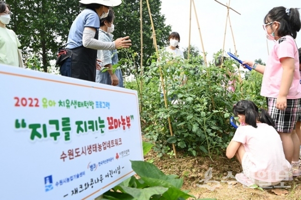 유아 치유생태텃밭 프로그램에 참여한 어린이들이 탑동시민농장 텃밭에서 토마토를 관찰하고 있다.(사진=수원시)