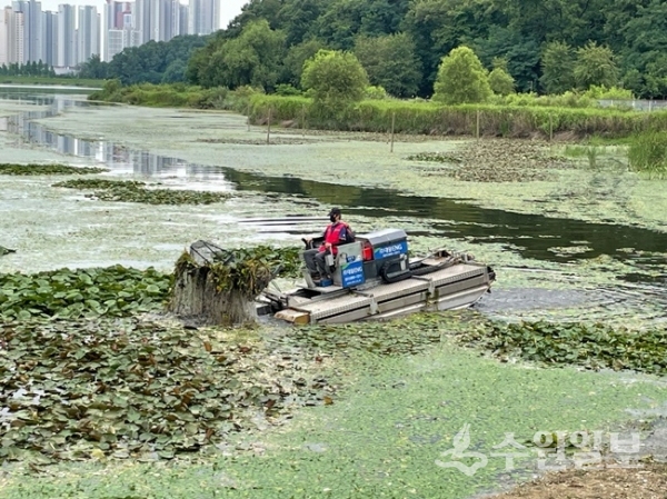 수원시 관계직원이 수초제거선을 활용해 호수 내 부유물을 제거하고 있다. (사진=수원시)