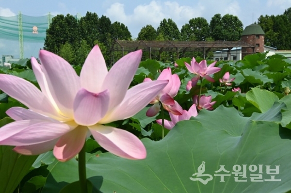탑동수원시민농장 경관단지에 연꽃이 만개한 모습(사진=수원시)
