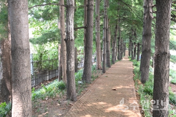 안전하게 걸을 수 있는 숲길처럼 정비된 권선동 완충녹지.(사진=수원시)