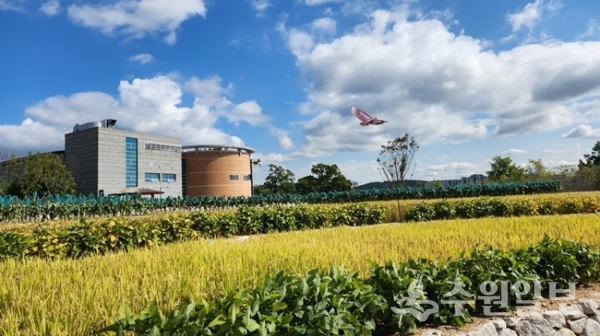 국립농업박물관 외부 공간에 조성된 다랭이논에 곡식이 결실을 맺어 농촌 풍경이 재현돼 있다.(사진=수원시)