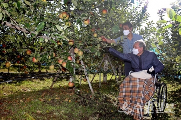 12일 오후 수원시 호매실동 소재 수원시 과수농가에서 한 어르신이 사과를 따고 있다. (사진=수원도시공사)