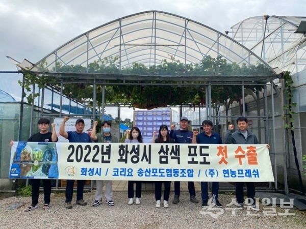 시는 ‘신품종 육성 지원사업’으로 7개 청년 농가를 지원해 베트남에 삼색포도 1.5톤의 수출을 진행 중이라고 24일 밝혔다. (사진=화성시)