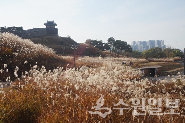 억새꽃이 장관을 이룬 동공원의 풍경. (사진=김우영 필자)