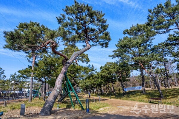 겨울철에도 소나무가  '솔아 솔아 푸른 솔아'를 노래하는  노송공원(사진=수원시)