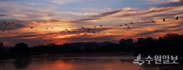 해질녘 서호공원에서 겨울 철새들이 날고 있다.(사진=수원시)