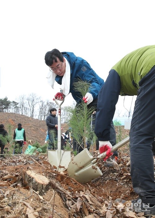 정명근] 화성시장이 23일 비봉면 삼화리에 위치한 국고보조조림 대상 임야에서 나무심기 작업을 하고 있다. (사진=화성시)