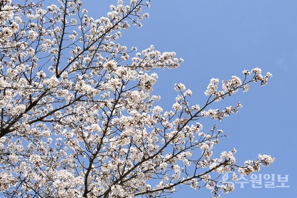 완연한 봄을 알리는 벚꽃이 만개한 모습. (사진=수원시)