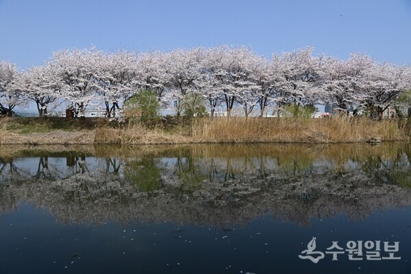 수면 위로 벚꽃이 비치고 있는 황구지천. (사진=수원시)