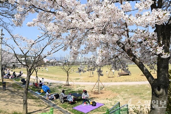 서호 인근 잔디밭에서 시민들이 벚꽃과 함께 소풍을 즐기고 있다. (사진=수원시)