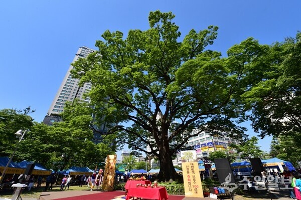 변고를 당하기전인 2017년 5월, 청명단오제가 열린 단오어린이공원에 영통 느티나무가 늠름한 모습으로 서 있다. (사진=수원시)