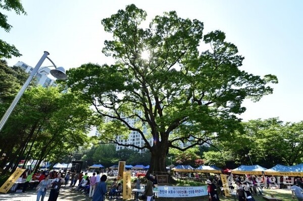 ‘경기-수원-11’이라는 지정번호로 관리되던 보호수 영통 느티나무(사진=수원시)