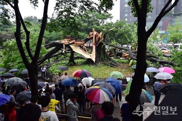 2018년 6월, 비바람이 몰아쳐 영통 느티나무가 부러지자 시민들이 우산을 쓰고 안타까운 마음으로 나무를 바라보고 있다. (사진=수원시)