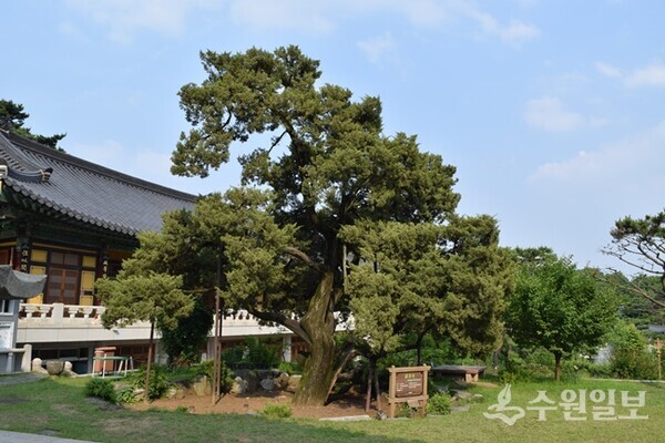 봉녕사 향나무. 1208년(고려 희종 4년) 창건당시 심은 나무로 약 800년이 됐다. (사진=이용창 사진작가)