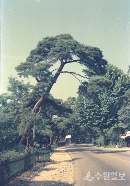 1990년대 노송지대 소나무. (사진=이용창 사진작가)