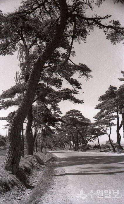 1940년대 노송지대 소나무. 수원방향에서 지지대 고개 방향으로 제법 많은 노송이 군락을 이루고 있다. (사진=수원시) 