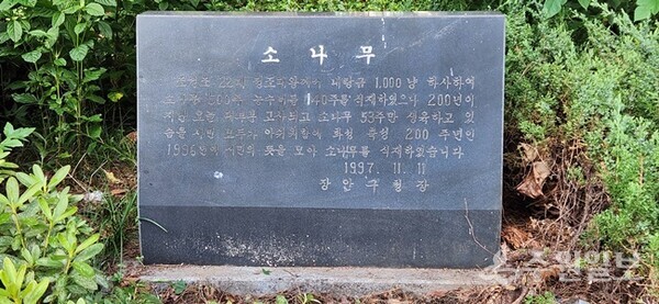 소나무 심기 기념 표석. 1997년 11월 11일 장안구 정자동 동신아파트 1단지 입구에 기념표석을 세웠다. (사진=김충영 필자)