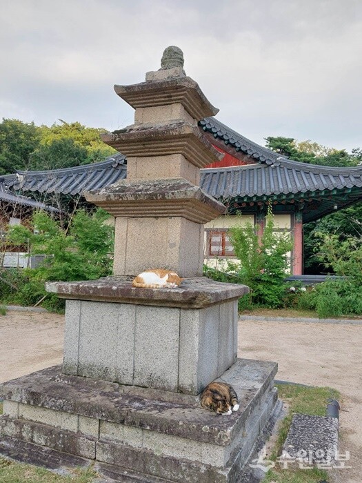 팔공산 동화사 삼층석탑에서 냥이가 오수를 즐기고 있다. (사진=필자 김용문)