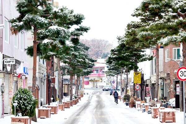 ‘수원생태교통 2013’을 개최한 화서문로 소나무 가로수길 모습. (사진=수원시 포토뱅크)
