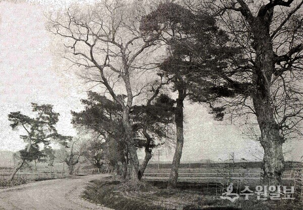 1938년 팔달문밖 매교 남쪽의 거리모습. 소나무와 버드나무가 혼재된 모습이다. (사진=수원시)