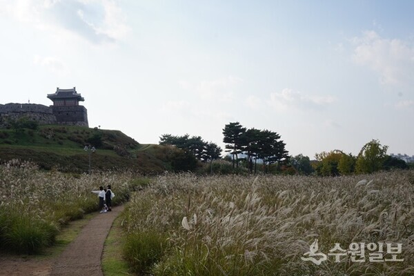 억새꽃으로 가득한 동공원. (사진=김우영)