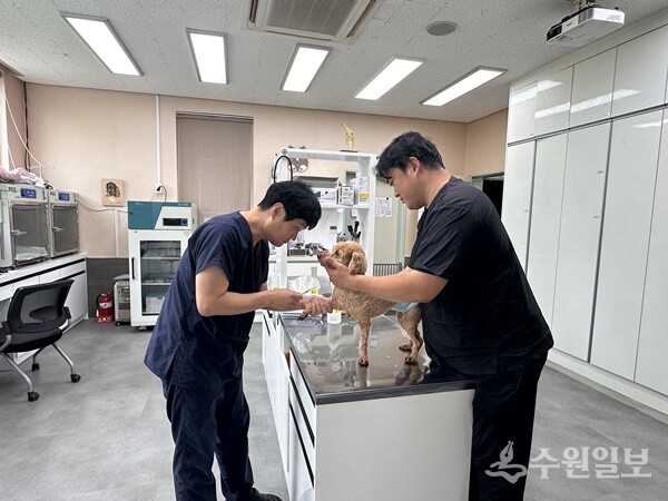 한 동물병원에서 개를 치료하고 있다. (사진=경기도)