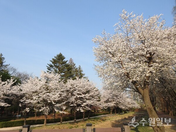 경기도내 한 공원에 벚꽃이 흐드러지게 피어 있는 모습. (사진=경기도)