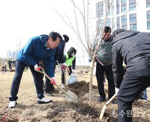 정명근 화성시장이 27일 병점1동 병점노을공원에서 배롱나무를 심고 있다. (사진=화성시)