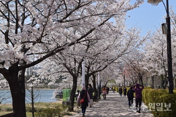 만석공원 수변 산책길에 핀 벚꽃. (사진=이용창 화성연구회 이사)