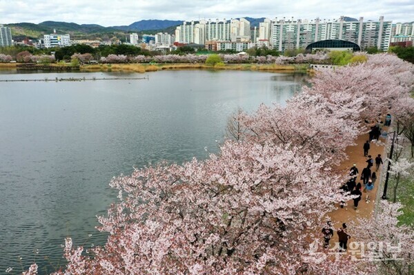 만석공원 만석거 저수지변 벚꽃길. (사진=수원시)