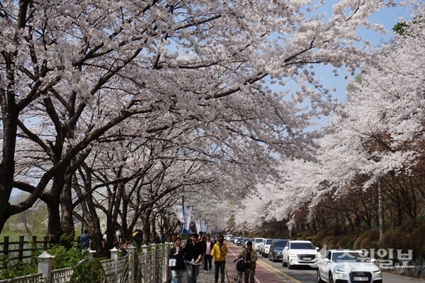 광교산 저수지 수변산책로에 만개한 벚꽃. (사진=김우영)