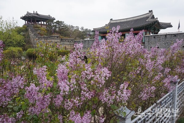 라일락꽃. (사진=김우영)