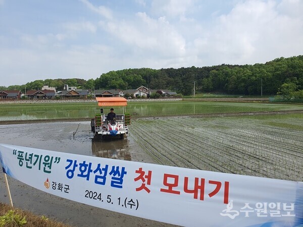 1일 강화읍 용정리 김학빈 농가에서 올해 첫 모내기를 하고 있다. (사진=강화군)