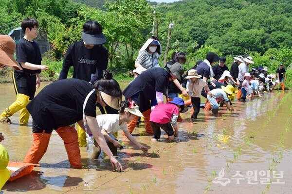모내기를 하는 유치원 아이들과 학부모들. (사진=이용창 사진작가)