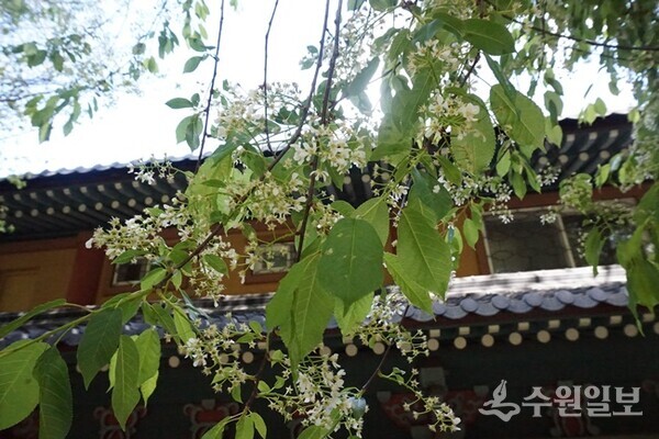 대승원 귀룽나무에 핀 꽃. (사진=김우영)