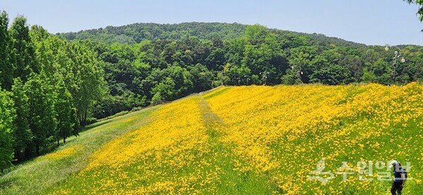 광교제방에 핀 금계국이 장관이다. (사진=김충영 필자)