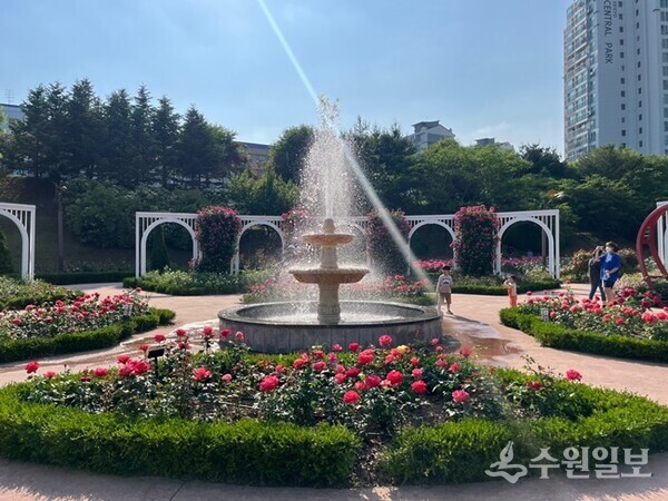 만개한 장미로 장관을 연출하고 있는 오산시 고인돌공원 내 '장미뜨레' 모습. (사진=오산시)