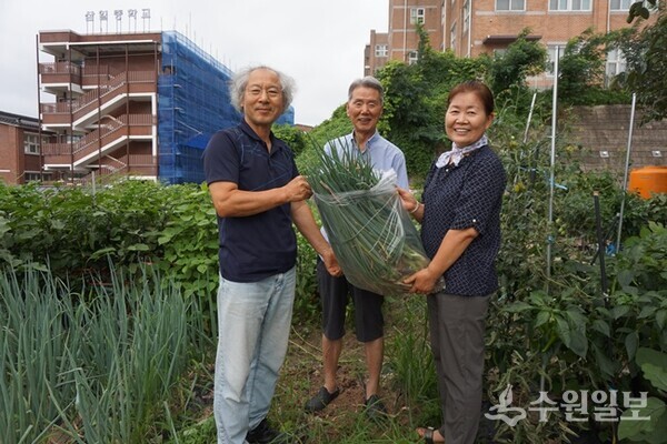 매향텃밭에서 첫 수확한 ‘대파’를 연무정급식소에 전달하고 있다. 왼쪽부터 김충영 본보 논설위원, 송 종 매향사모 회장, 이응자 연무정급식소 대표.( 사진=수원일보)