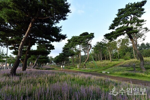 수원시 노송숲 전경