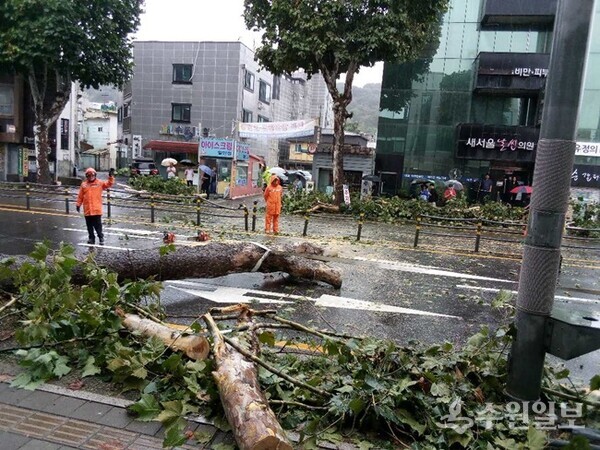 비바람을 견디지 못하고 도로 한 가운데로 쓰러진 가로수를 절단하고 관계공무원들이 나무정리를 하고 있다. (사진=수원일보)