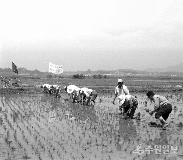 1981년 고색동 모내기 풍경.