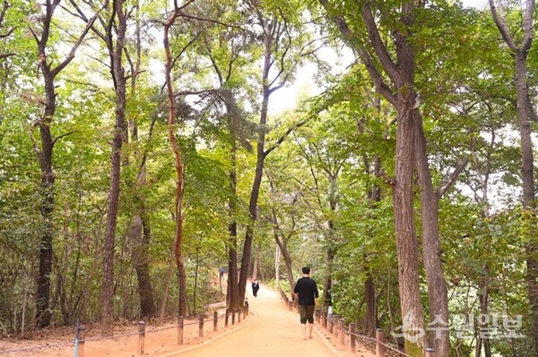 광교호수공원 내에 조성된 황톳길을 시민들이 걷고 있는 모습. (사진=수원시)