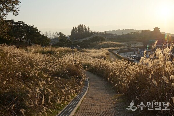지난해 촬영한 동공원 억새꽃밭. (사진=김우영)